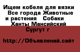 Ищем кобеля для вязки - Все города Животные и растения » Собаки   . Ханты-Мансийский,Сургут г.